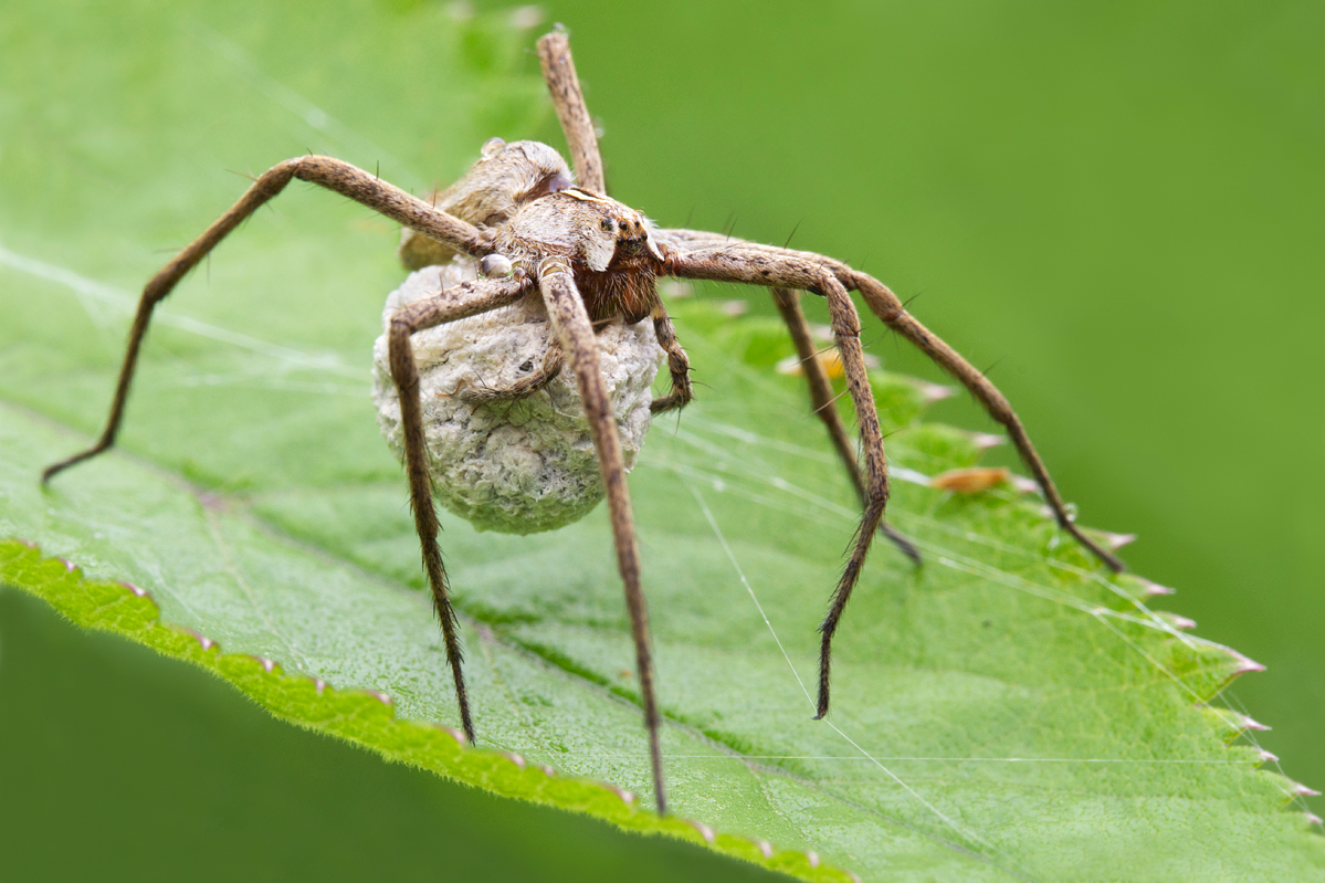Nursery Web Spider with egg sac 3